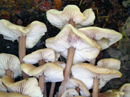 Collybia acervata, is a closer view of the white gills and hairy stalk bases.